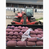 Продам воздушку, однозубку, чеснок первой репродукции (Сорт Любаша)