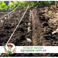 Продам воздушку, однозубку, чеснок первой репродукции (Сорт Любаша)