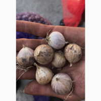 Продам воздушку, однозубку, чеснок первой репродукции (Сорт Любаша)