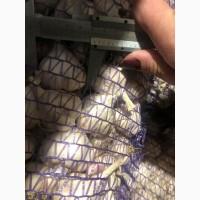 Продам посадочный чеснок Яровой Сочинский