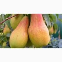 Продам грушу Толгарська красуня 2т