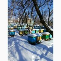 Продам пчелопакеты и пчелосеми