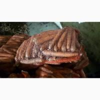 Морковь 2 сорт ( крупная) от производителя