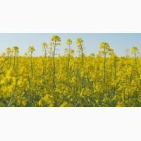 Купим Рапс.Самовывоз по договоренности