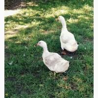 Качки, продам качок