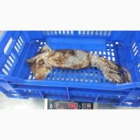 Рыба свежемороженая из Аргентины