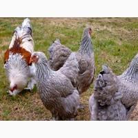 ПРОДАЕМ ИНКУБАЦИОННОЕ ЯЙЦО, яйца, Брама два окраса, куропатчатый, черный, чистокровные