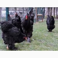 ПРОДАЕМ ИНКУБАЦИОННОЕ ЯЙЦО, яйца, Брама два окраса, куропатчатый, черный, чистокровные
