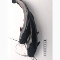 Продаємо Сом кларієвий