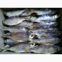 Раки, балыки, тарань, плотва, юкола, угорь, шамая, плотва, икра осетра, щуки, кеты, вяленая икра