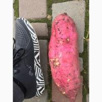 Продам батат, сорт Винницкий