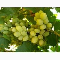 Продам виноград: Плевен, Лорано