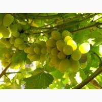 Продам виноград: Плевен, Лорано