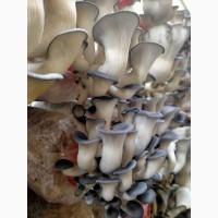 Свіжі гриби Гливи