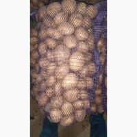 Продам картофель сорт Ривьера