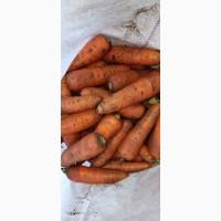 Продам морковку сорт Абака