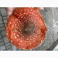 Мухомор пантерный красный королевский (шляпки, ножки)