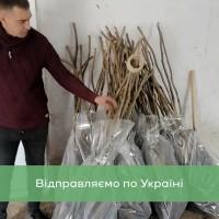 Саджанці волоського горіха, привиті, 2, сорт Чандлер Chandler