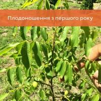 Саджанці волоського горіха, привиті, 2, сорт Чандлер Chandler
