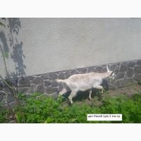 Продам зааненські кози і цапи з документами, дешево, можлива доставка