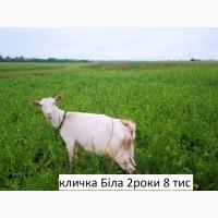 Продам зааненські кози і цапи з документами, дешево, можлива доставка