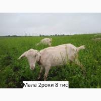 Продам зааненські кози і цапи з документами, дешево, можлива доставка