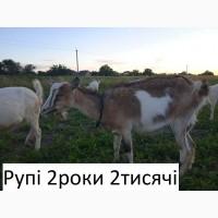 Продам зааненські кози і цапи з документами, дешево, можлива доставка