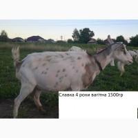 Продам зааненські кози і цапи з документами, дешево, можлива доставка