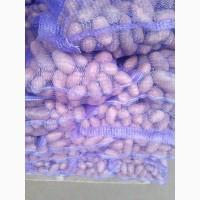 Продам картофель