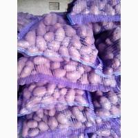 Продам картофель