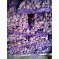 Продам картофель