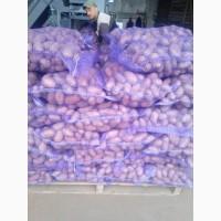 Продам картофель