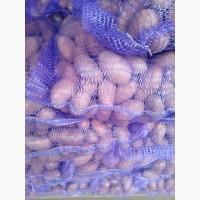 Продам картофель
