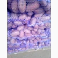 Продам картофель