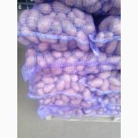 Продам картофель