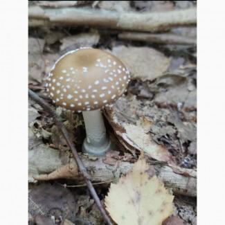 Продам гриби