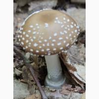 Продам гриби