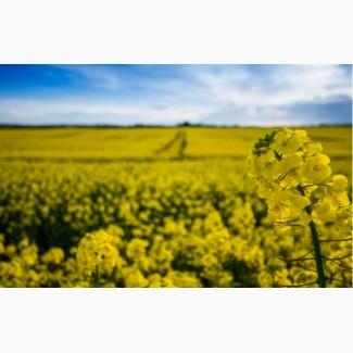 Продам ріпак 3000 тонн, Чернігівська обл, Новгород-Сіверський