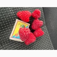Сажанці малини