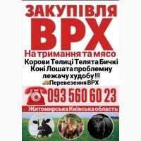 Закупiвля врх Житомирська область телиці телята бичкі коні лошата