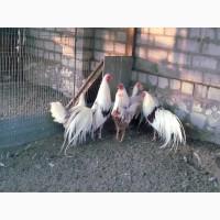 Інкубаційне яйце та курчата. Йокогама біле золото, золото. Птиця
