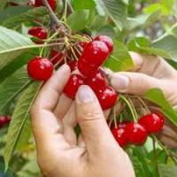 Фермери, приватні сади - купимо вишню оптом. Сезон 2025. Від 50 кг