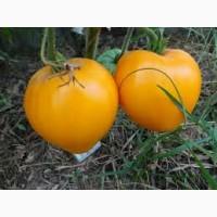 Продам Желтый помидор оптом, до 1т., крупный, сорт Салидо