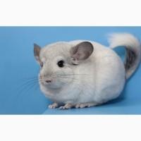 Дівчинка шиншила біла