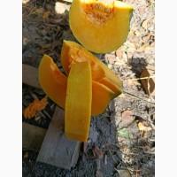 Продам товарну тикву