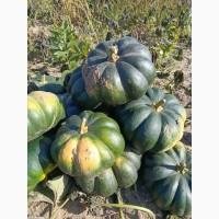 Продам товарну тикву