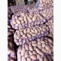 Продам картоплю Гранада