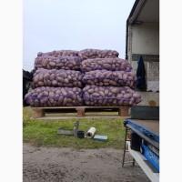 Продам картоплю Гранада