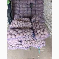 Продам картоплю Гранада