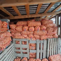 Продам цибулю Штутгартен на зелень